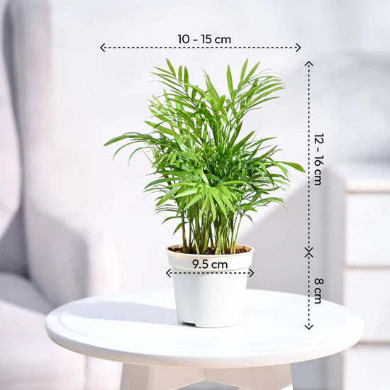 Bamboo Palm Plant