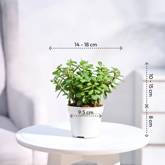 Jade Plant Mini