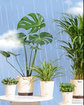 Plants