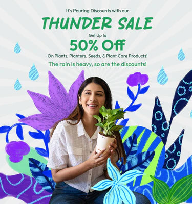 Thunder Sale