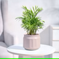 Bamboo Palm Plant