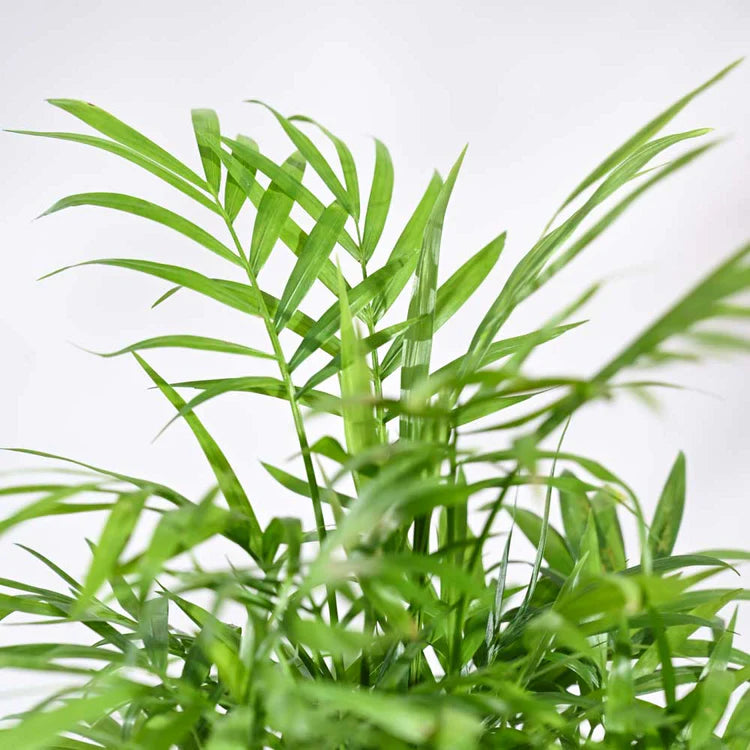 Bamboo Palm Plant