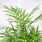 Bamboo Palm Plant