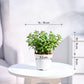 Jade Plant Mini