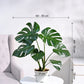 Monstera Deliciosa Plant