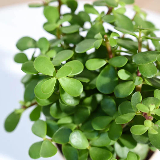 Jade Plant Mini